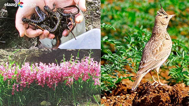 Elazığ'da Yok Yok, Ama Kıymetini Bilende YOK!