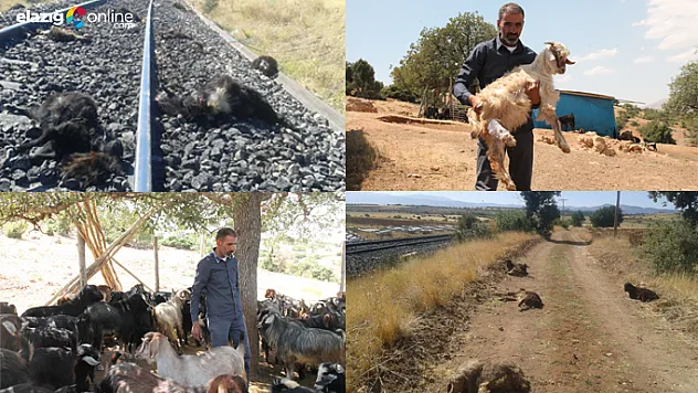 Tren Keçilere Çarptı. 90 Keçi Telef Oldu!
