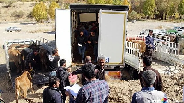 Çemişgezek'te genç çiftçilere damızlık düve desteği!