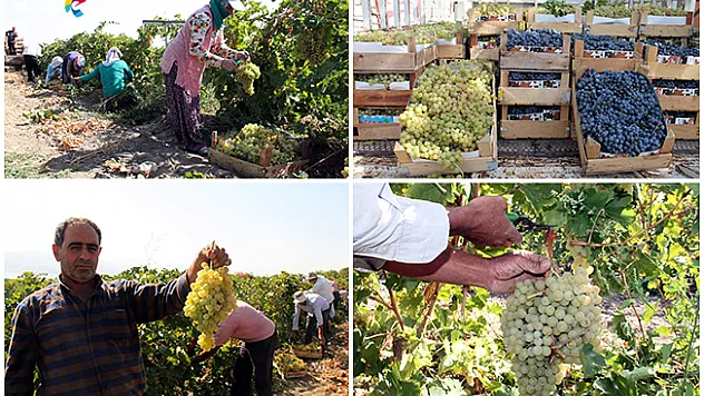 Elazığ'da en 'hoş üzüm' hasadı