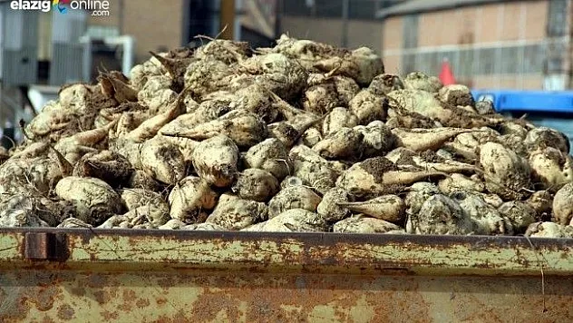 Elazığ, Pancar Üretiminde Rekor Kırdı!