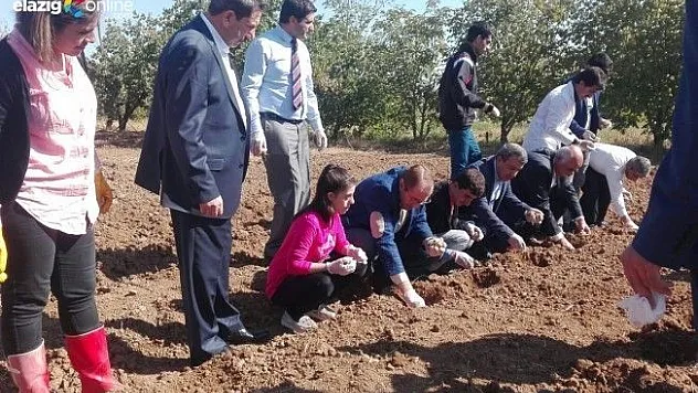 Kovancılar'da ters lale soğanı ekildi