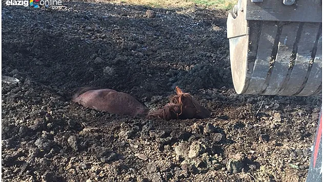 Bataklığa saplanan atı itfaiye kurtardı