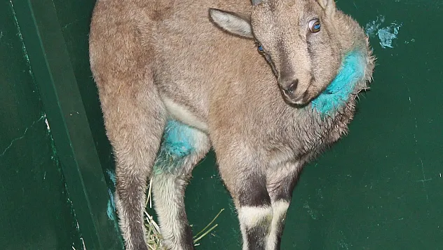 Çemişgezek'te Yaralanan Dağ Keçisi Elazığ'da Tedavi Altına Alındı!