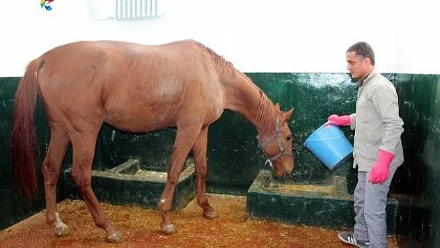 İşçilerin bulduğu eğitimli safkan İngiliz atı iyileşti!