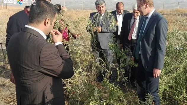 Kovancılar'ı Lavantalar Süsleyecek!