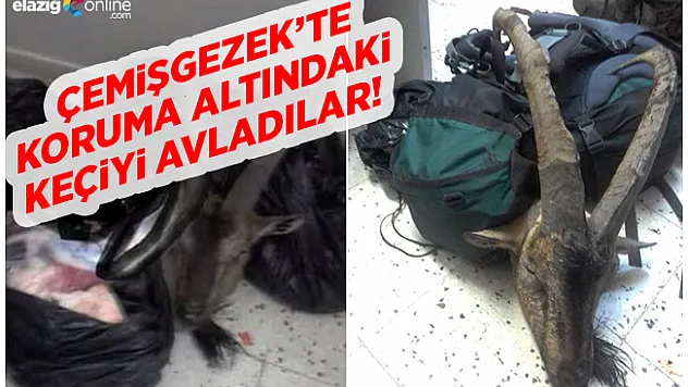 Çemişgezek'te koruma altındaki keçiyi avlayanlara büyük ceza!