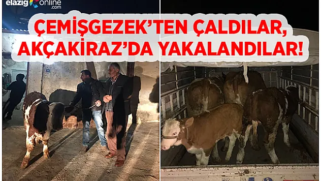 Elazığ'da hayvan hırsızları yakalandı!