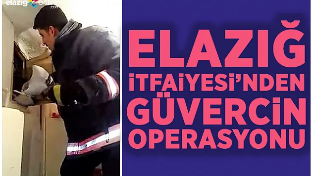 İtfaiyeden güvercin kurtarma operasyonu