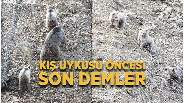 Pülümür Vadisi'nde Ayıların Son Gezintileri