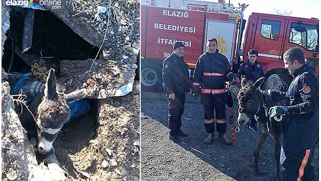Salıbaba'da Kuyuya Düşen Eşeği İtfaiye Kurtardı!