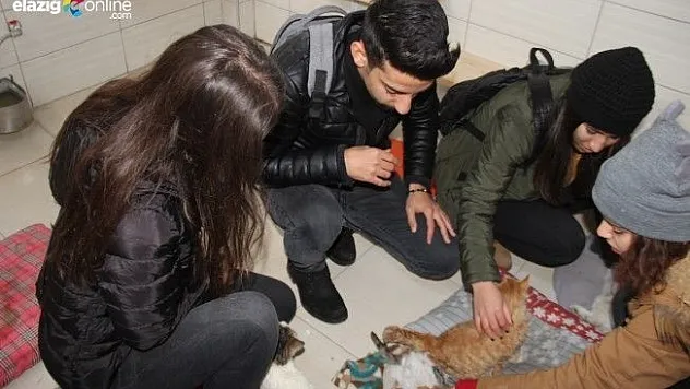 Üniversiteliler, örnek hayvan hastanesinde