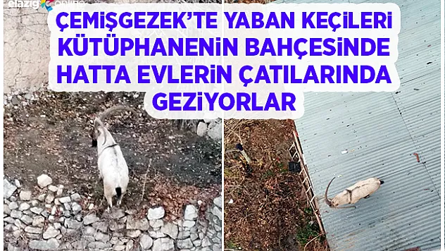 Yaban Keçileri Çemişgezek'te Şehir Merkezine Kadar İniyor