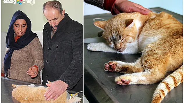 Elazığlı çift, donmak üzere olan kediyi hayata döndürdü!
