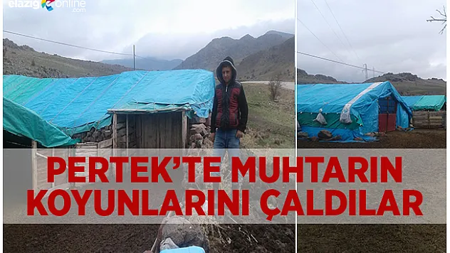 Hırsızlar koyun çaldı