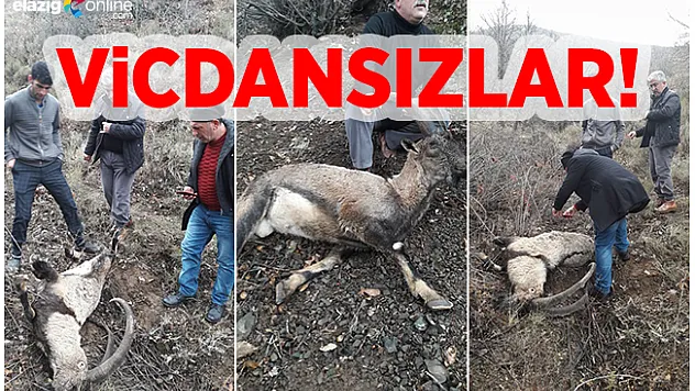 Koruma altındaki 2 dağ keçisi kaçak avcıların kurbanı oldu!