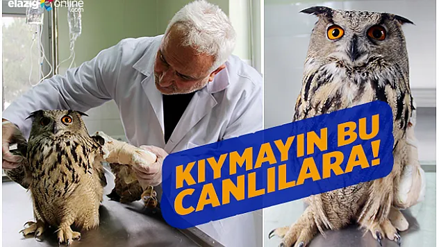 Vurulan 'Puhu' kuşu tedavi altına alındı