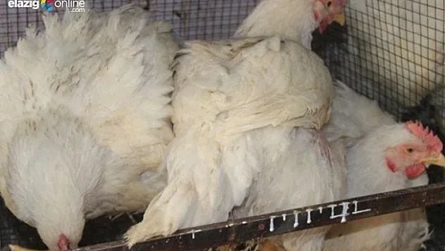 Canlı tavuğa yoğun ilgi