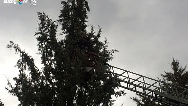 Ağaca takılan güvercinleri Elazığ İtfaiyesi Kurtardı