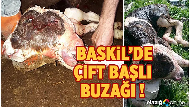 Baskil'de Doğan Çift Başlı Buzağının Ömrü Kısa Sürdü!