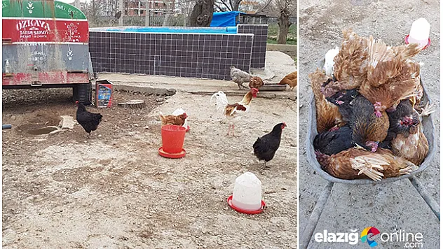 Kümese giren sansar tavukları telef etti!