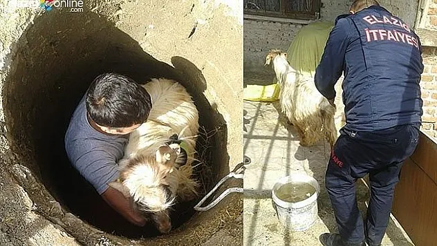 Kuyuya düşen koyunu ekipler kurtardı
