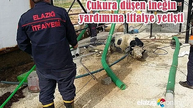 Çukura düşen ineği itfaiye kurtardı