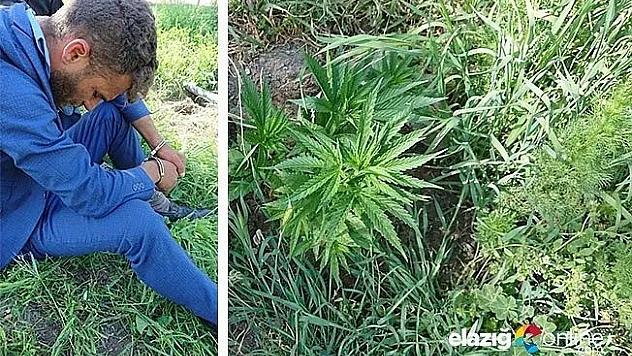 Evin bahçesinde yetiştirdiği hint keneviriyle yakalandı