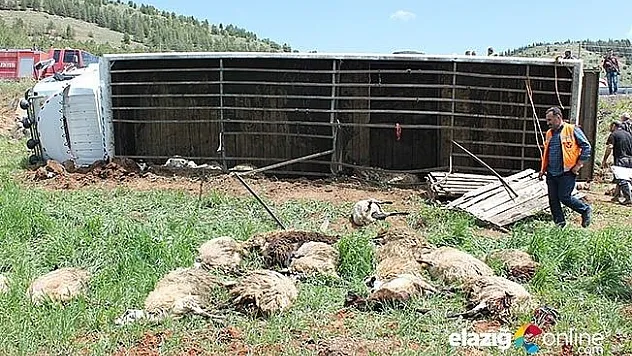 6 kişi yaralandı, 100 koyun telef oldu