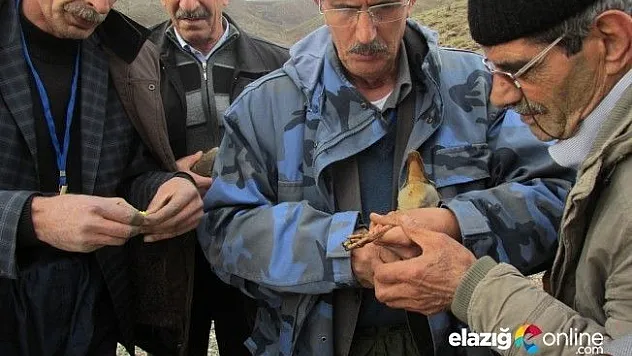 89 adet kınalık keklik yakalanarak halkalandı