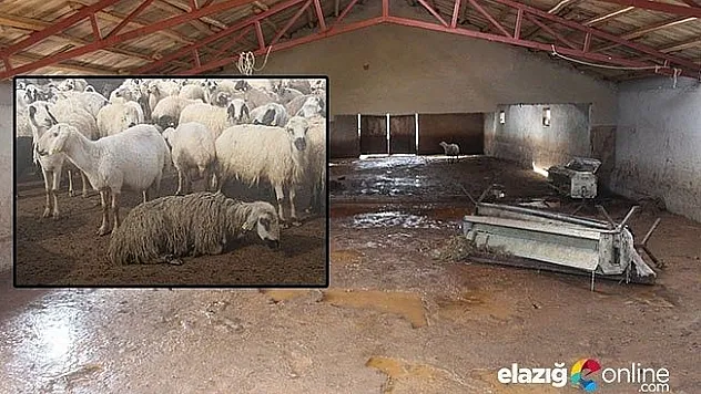 Ahırı sel bastı koyun ve kuzular telef oldu