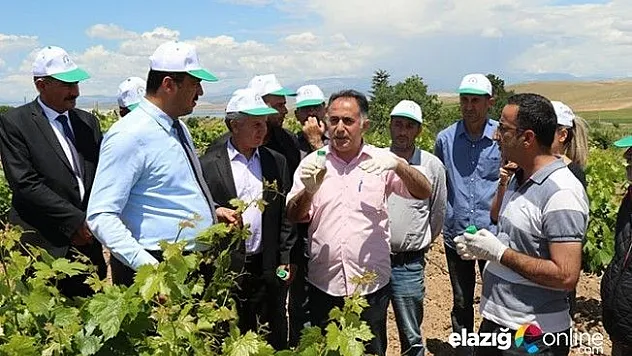 Bağ unlu bitine karşı biyolojik mücadele başladı