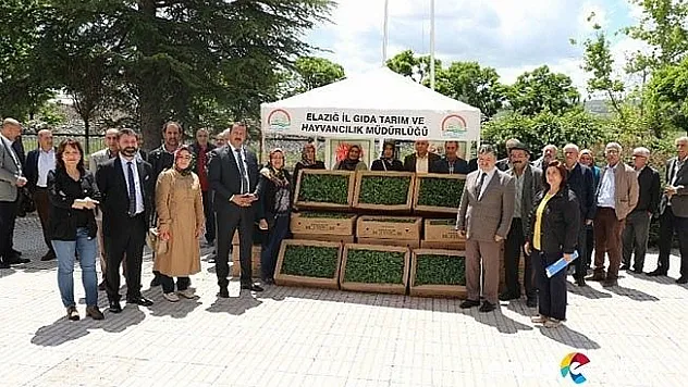 Çiftçiye 60 bin domates fidesi dağıtıldı