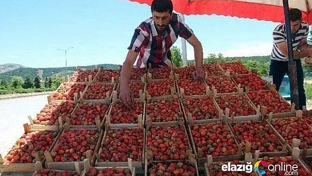 Gezin çileği tezgahlarda yerini almaya başladı