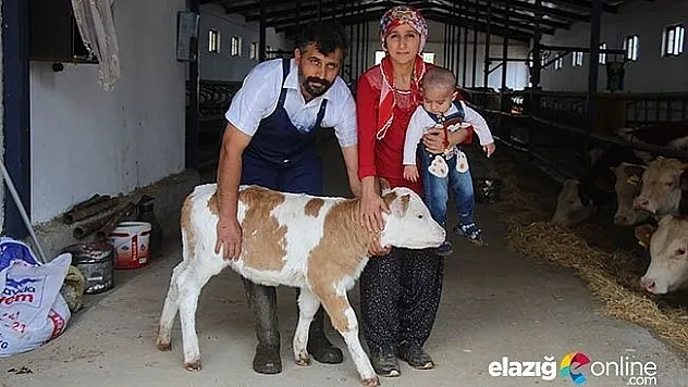 Hem evi geçindiriyor, hem de ekonomiye katkı sunuyor