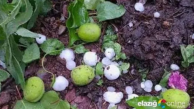 Kayısıyı dolu vurdu