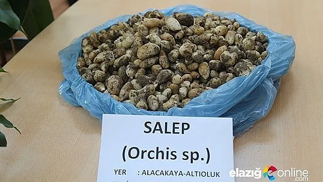 Elazığ'da Toplanması yasak olan 6 kilo salep soğanına 48 bin 625 lira ceza