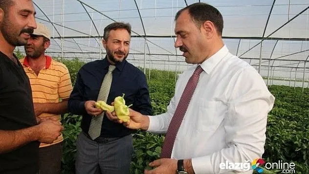 Yerli Elazığ  Biberi Alıcısını Bekliyor!