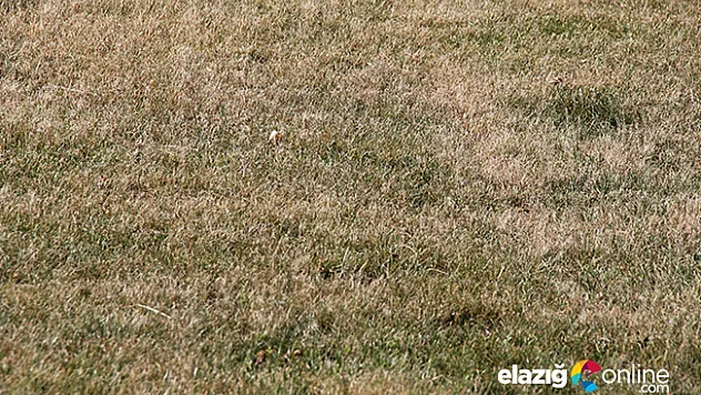 Elazığspor'da tesislerin çimleri kurudu