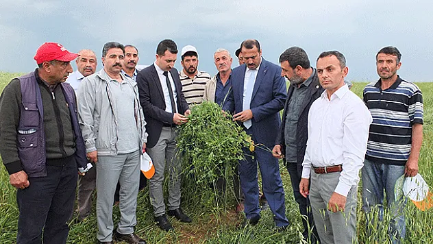 Keban'da yem bezelyesi tarla günü düzenlendi