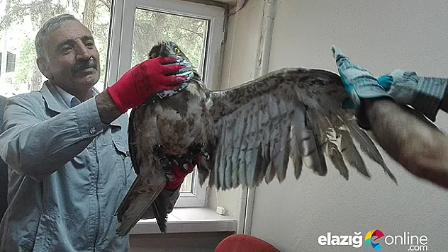 Tedavisi yapılan kartal doğaya bırakıldı