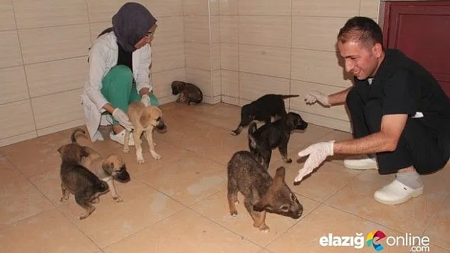 Bitkin halde bulunan 20 yavru köpek koruma altına alındı