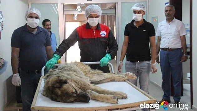 Günlerce aç ve susuz kalan köpek kurtarıldı