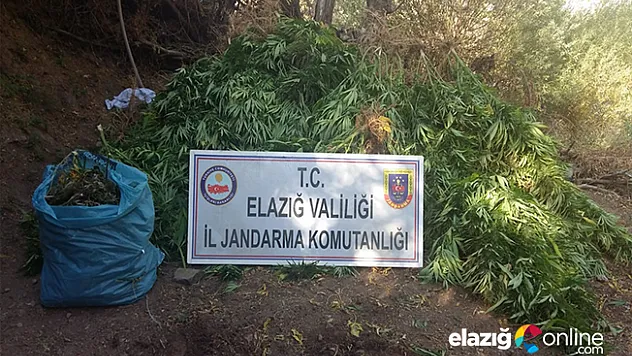 4 bin kök Hint keneviri ve 15 kilo esrar ele geçirildi