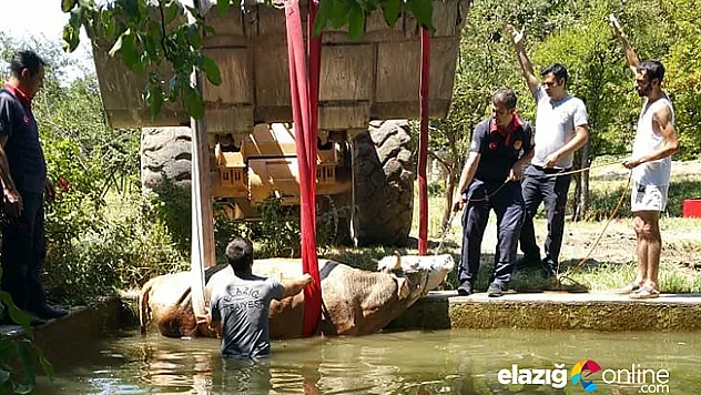 Elazığ'da havuza düşen inek kurtarıldı