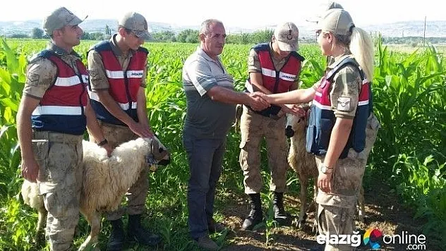 Elazığ'da kaybolan kurbanlıklar drone ile bulundu