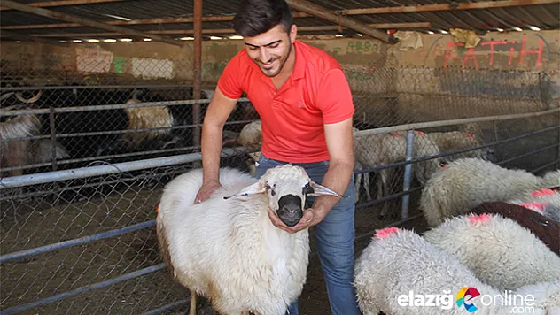 Elazığ'da kurbanlıklar pazara indi