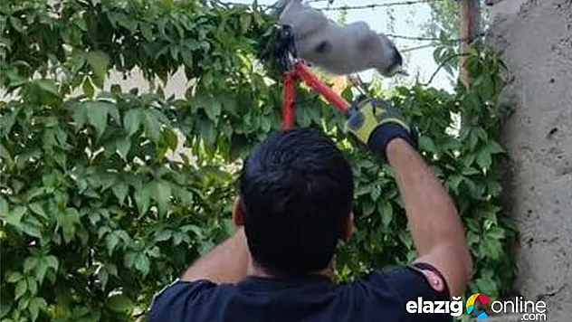 İtfaiye ekipleri, mahsur kalan hayvanları kurtardı