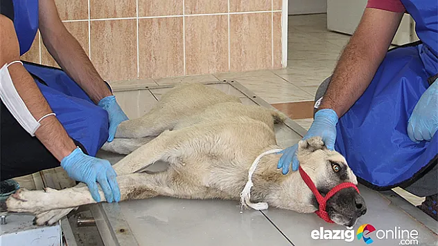 Otomobilin çarparak belini kırdığı köpek tedavi altına alındı