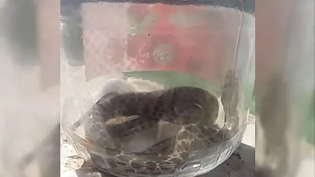 Elazığ merkez camide yılan yakalandı